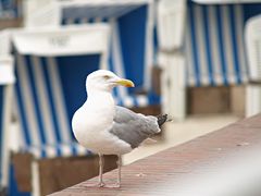 Möwe in Westerland