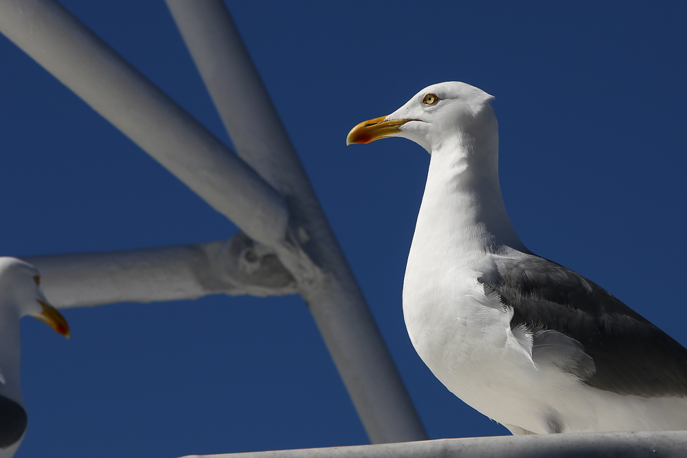 Möwe in Wismar