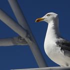 Möwe in Wismar