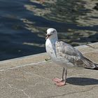 Möwe in Wismar