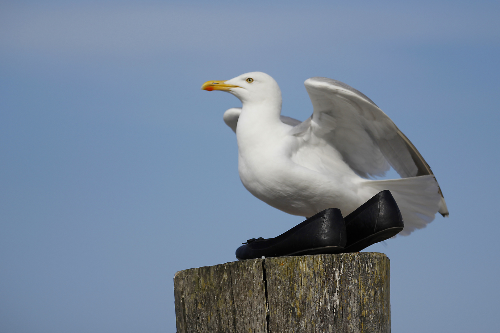 Möwe in Zingst