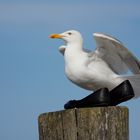 Möwe in Zingst