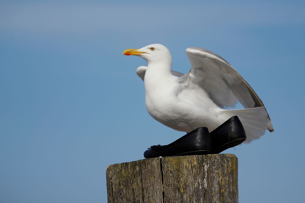 Möwe in Zingst