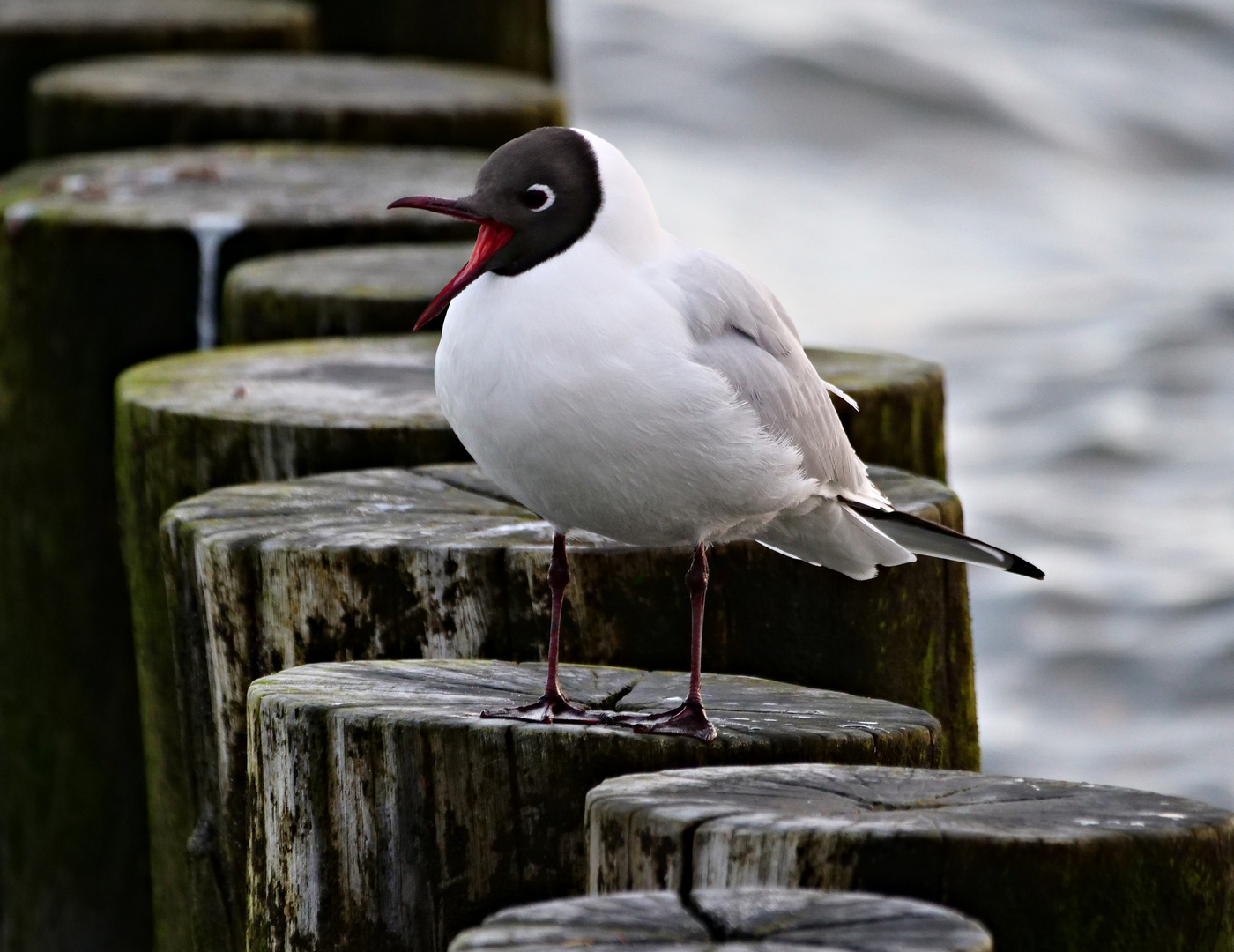 Möwe in Zingst