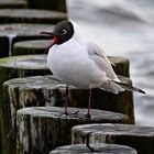 Möwe in Zingst