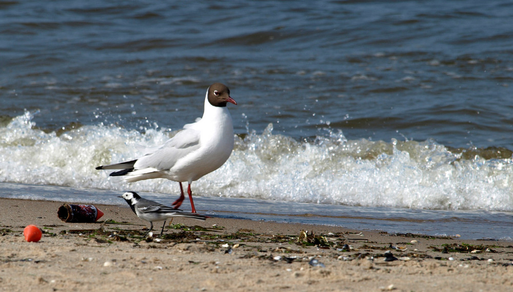 Möwe in Zinnowitz