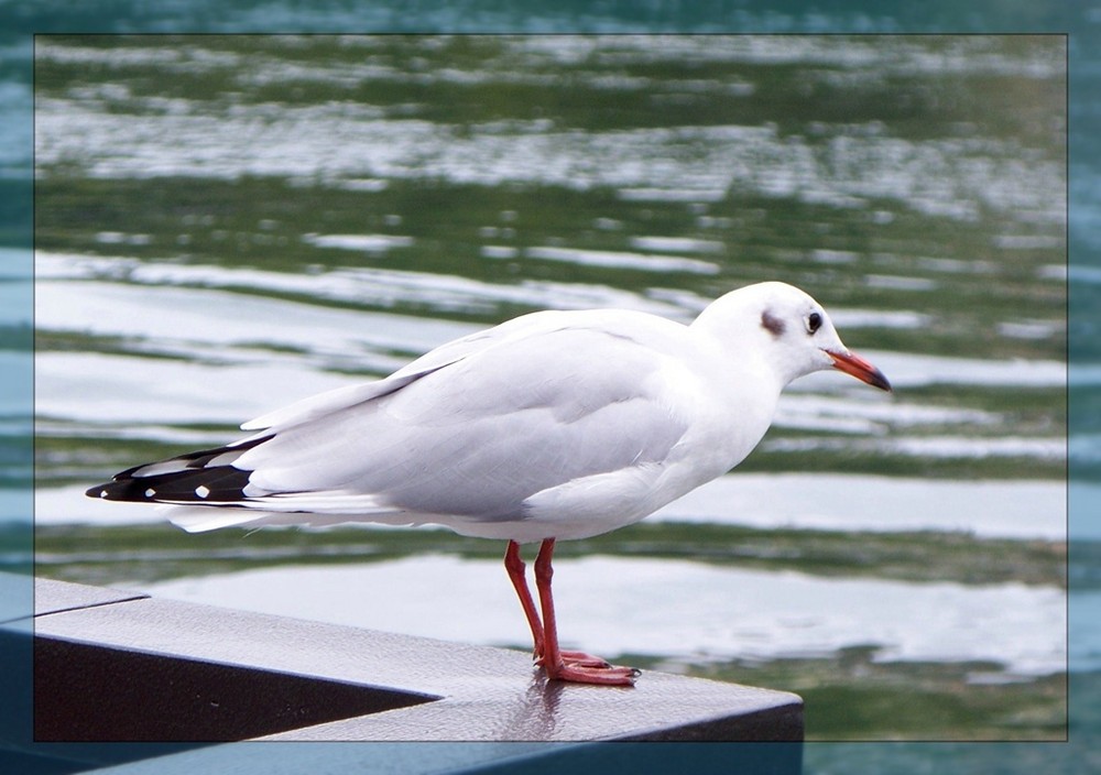 möwe in Zürich ???