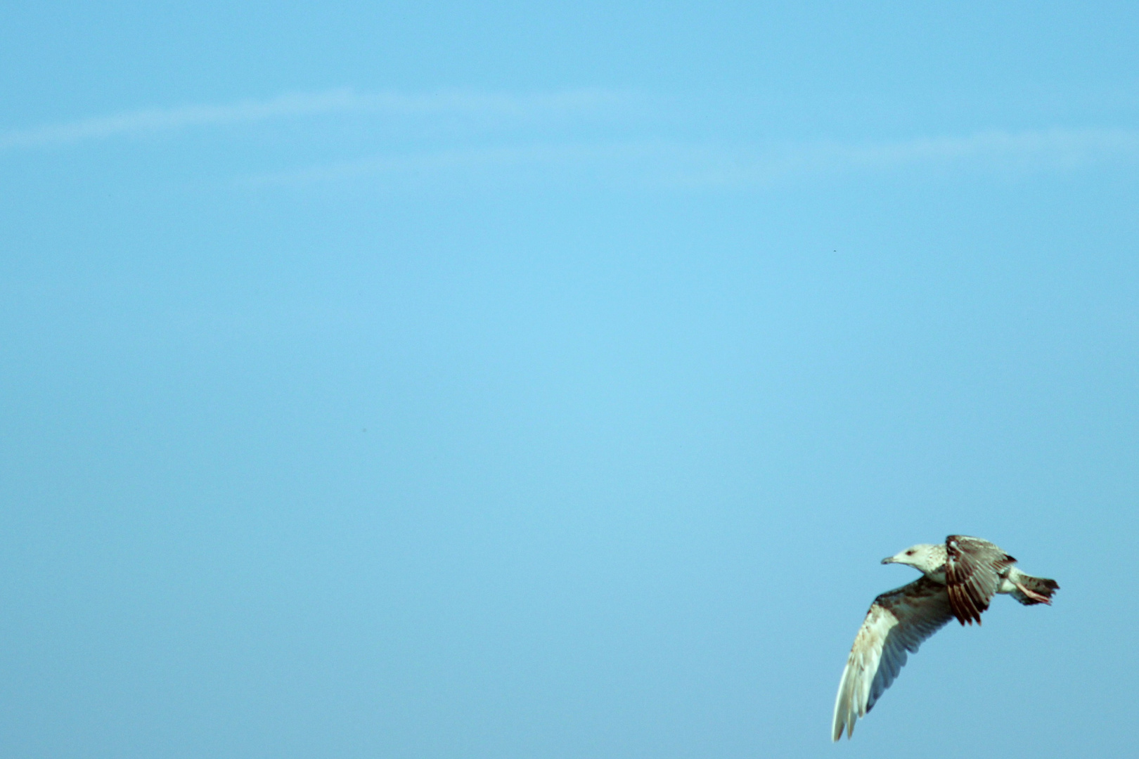 Möwe ins Bild geflogen