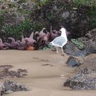  Möwe inspiziert Pazifik-Seesterne 