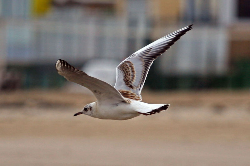 Möwe irgendwo in Holland