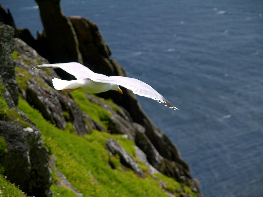 Möwe / Irland Skellig Islands