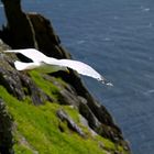 Möwe / Irland Skellig Islands