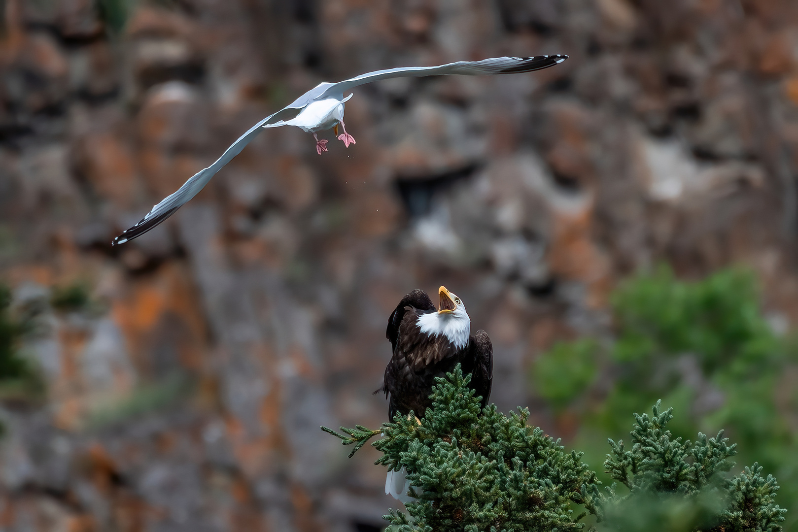  Möwe ist frech gegen einen Weisskopfseeadler