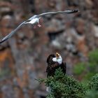  Möwe ist frech gegen einen Weisskopfseeadler