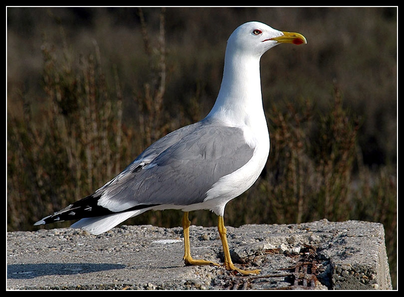 Möwe ist nicht gleich Möwe...