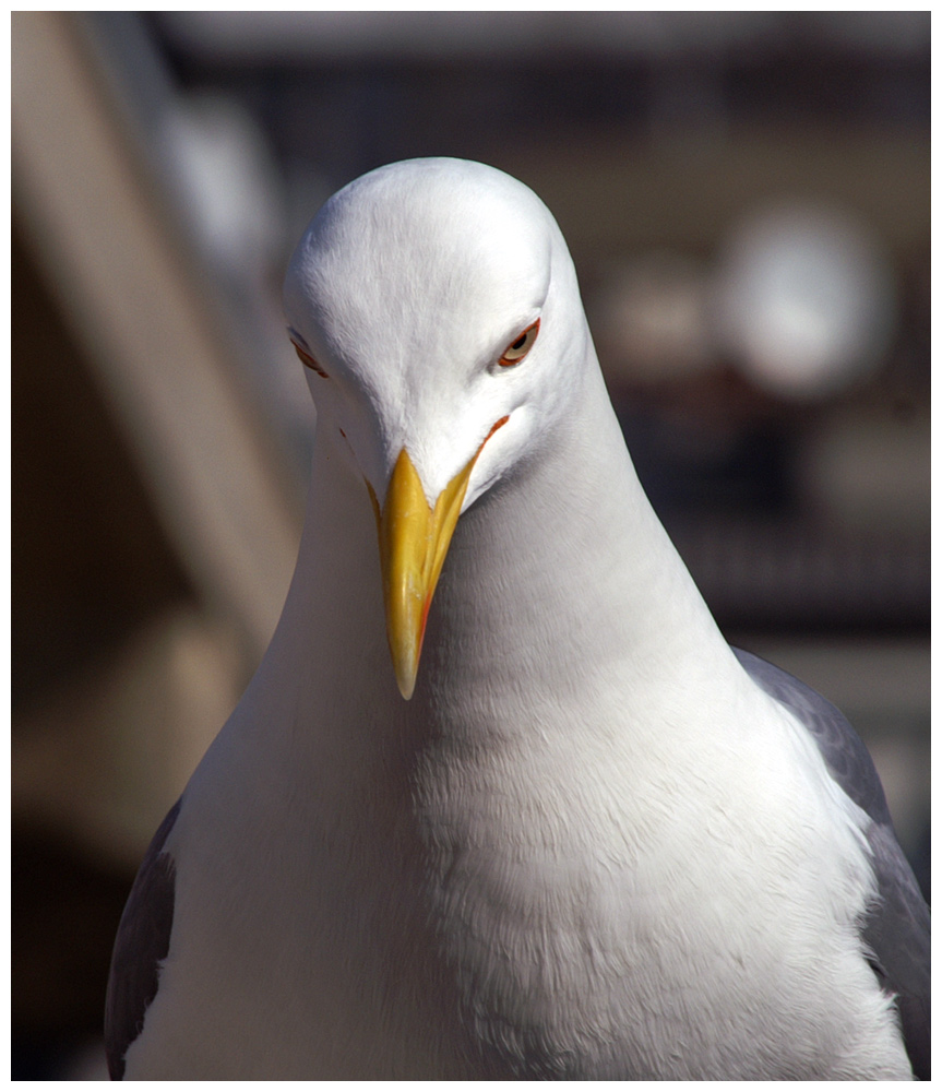 Möwe, Istanbul, Arnavutköy