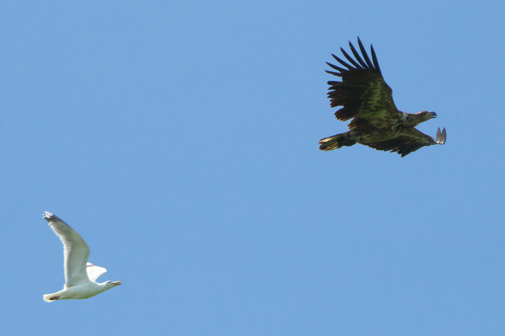 Möwe Jagd Seeadler