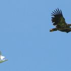 Möwe Jagd Seeadler