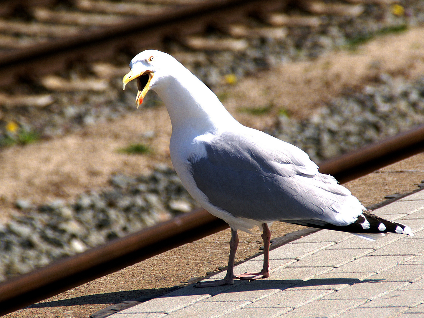 Möwe Jonathan ...