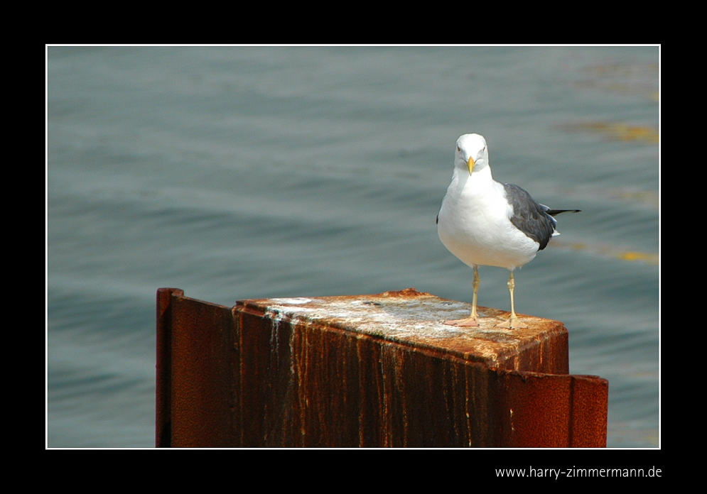 Möwe Jonathan