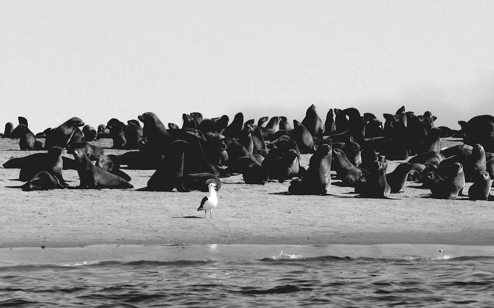 Möwe Jonathan bei den Seebären