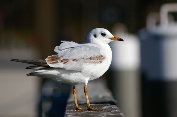 Möwe Jonathan