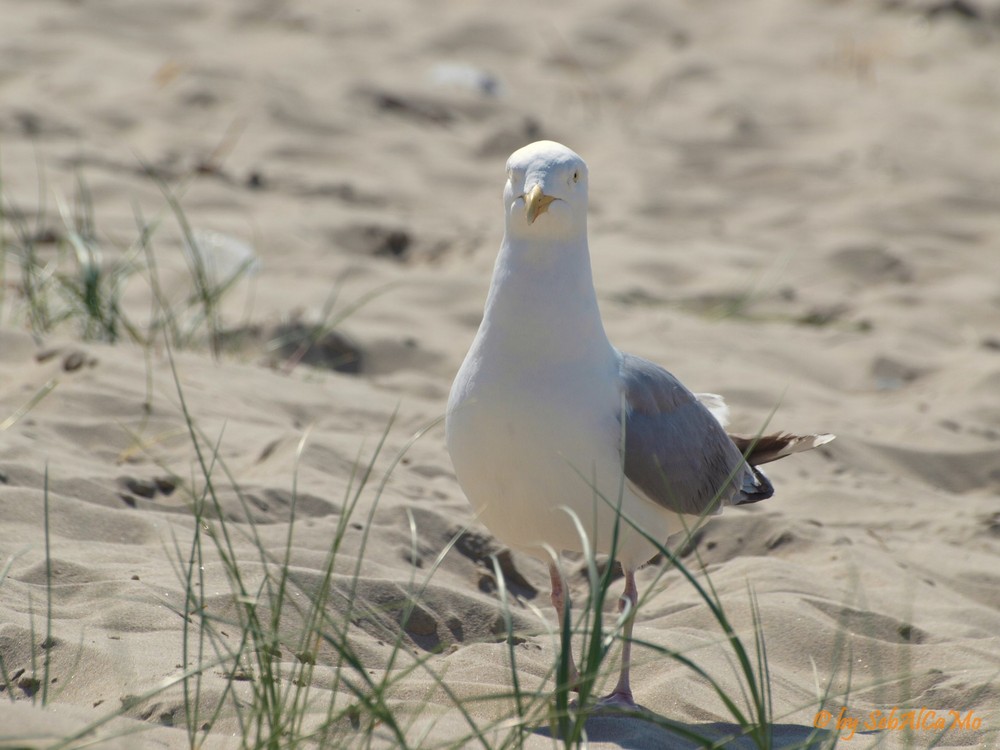 Möwe Jonathan