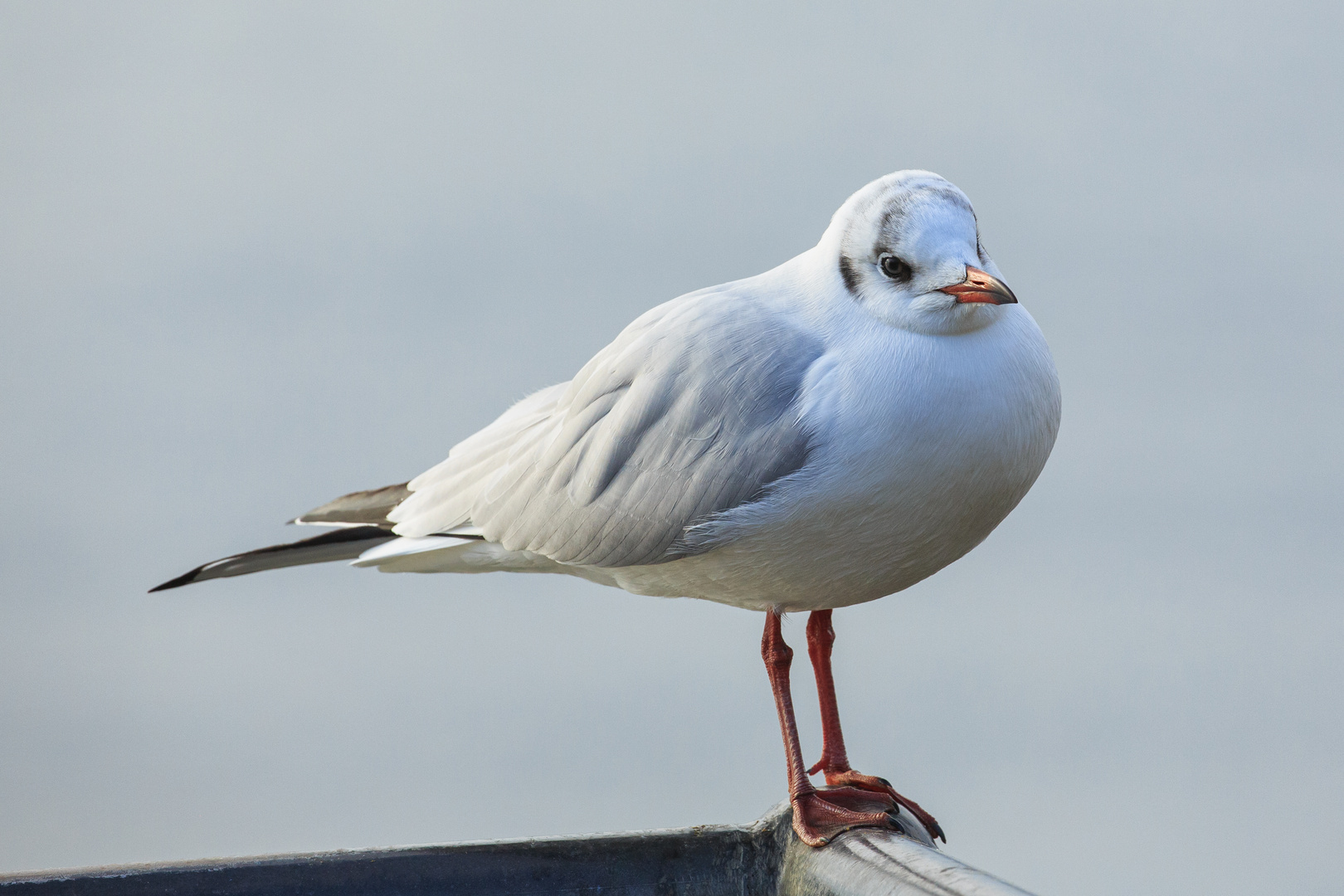 Möwe Jonathan