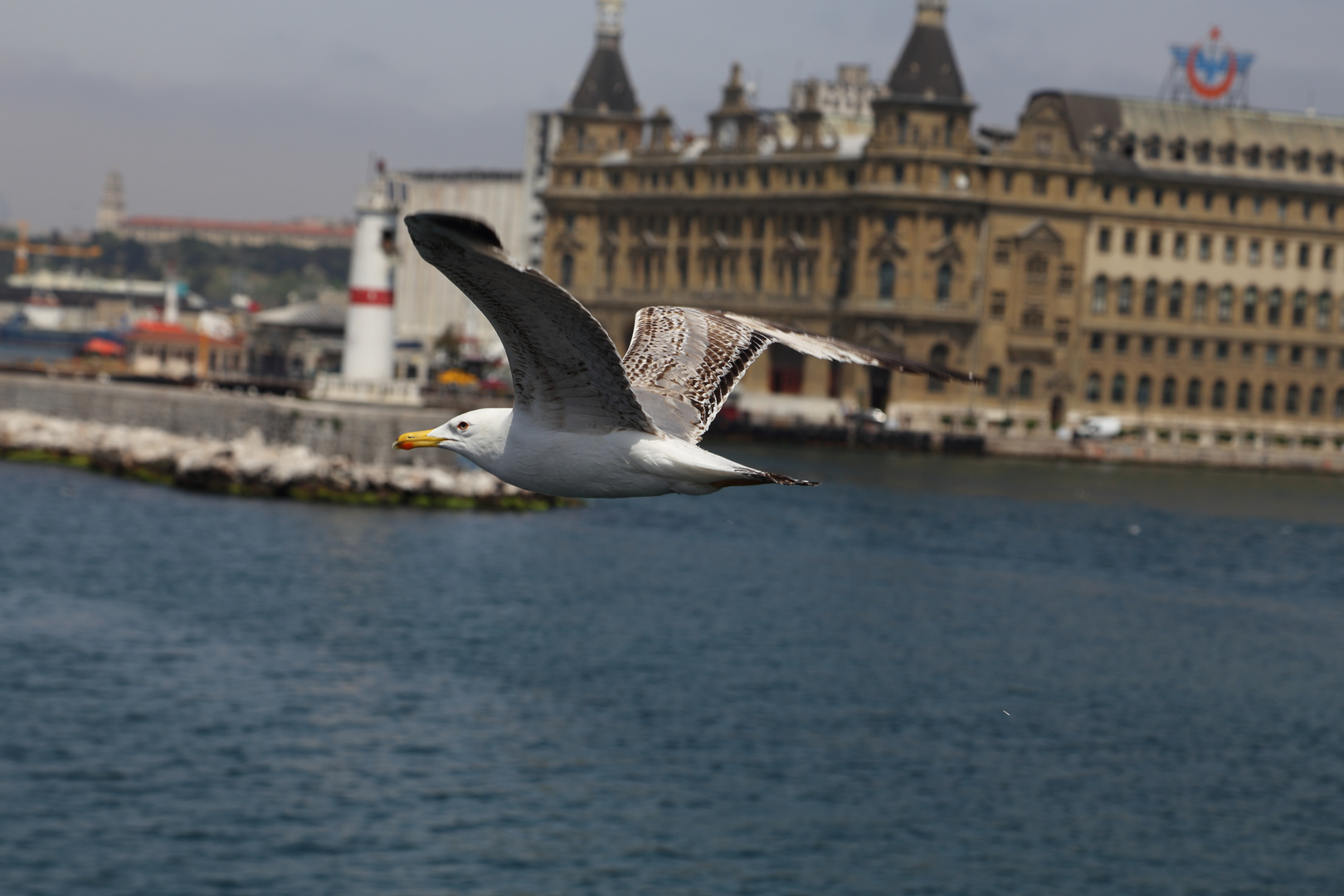 Möwe Jonathan in Istanbul