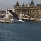 Möwe Jonathan in Istanbul