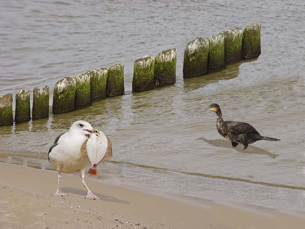 Möwe kontra Kormoran