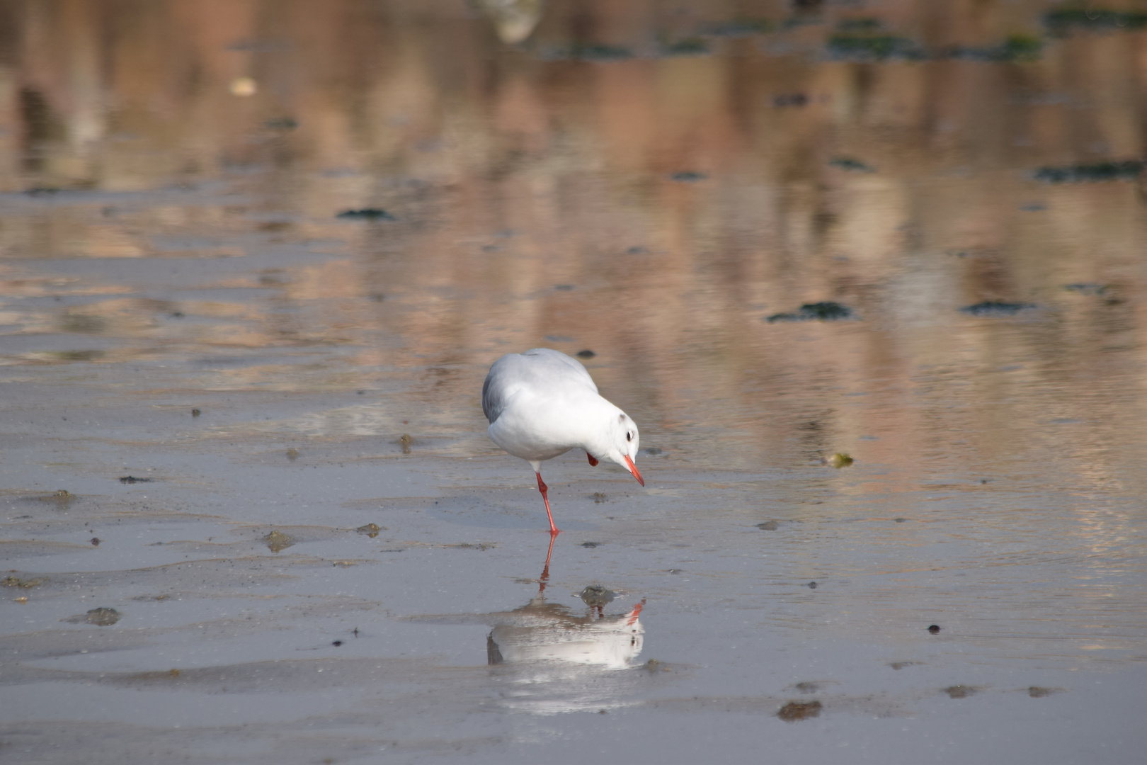 Möwe kratzt sich