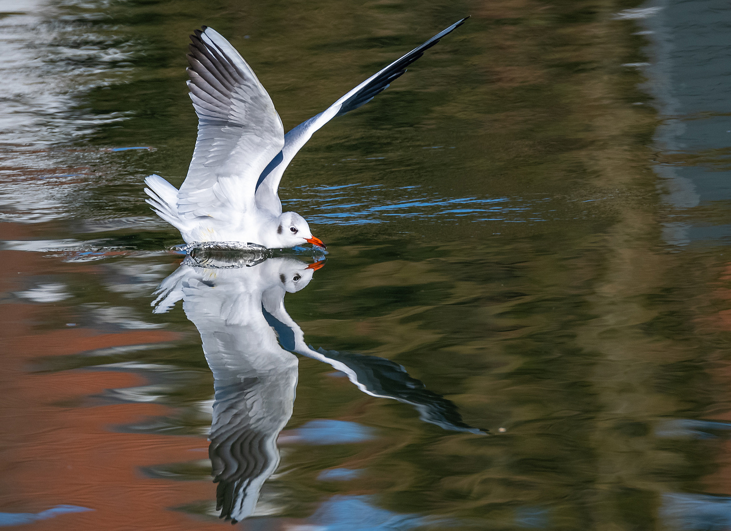 Möwe küsst ihr Spiegelbild