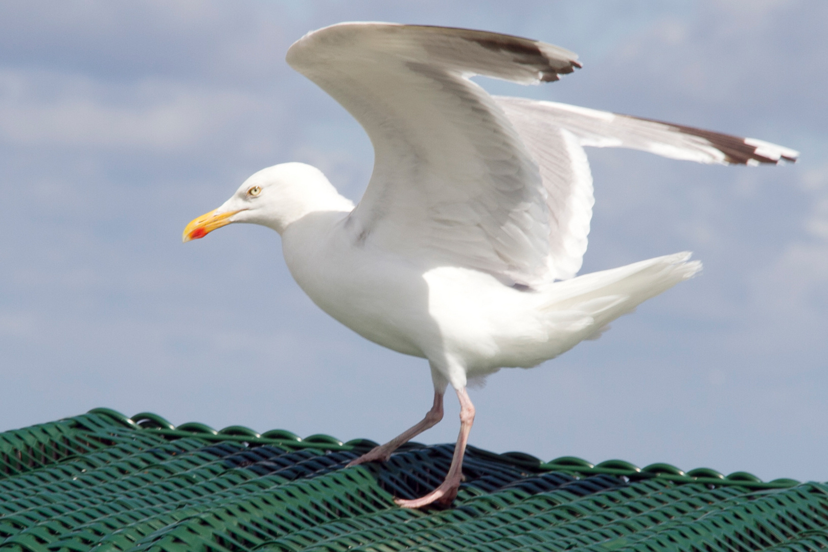 Möwe kurz nach der Landung