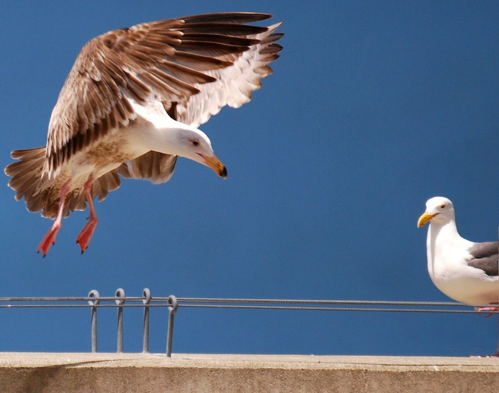 Möwe Landung