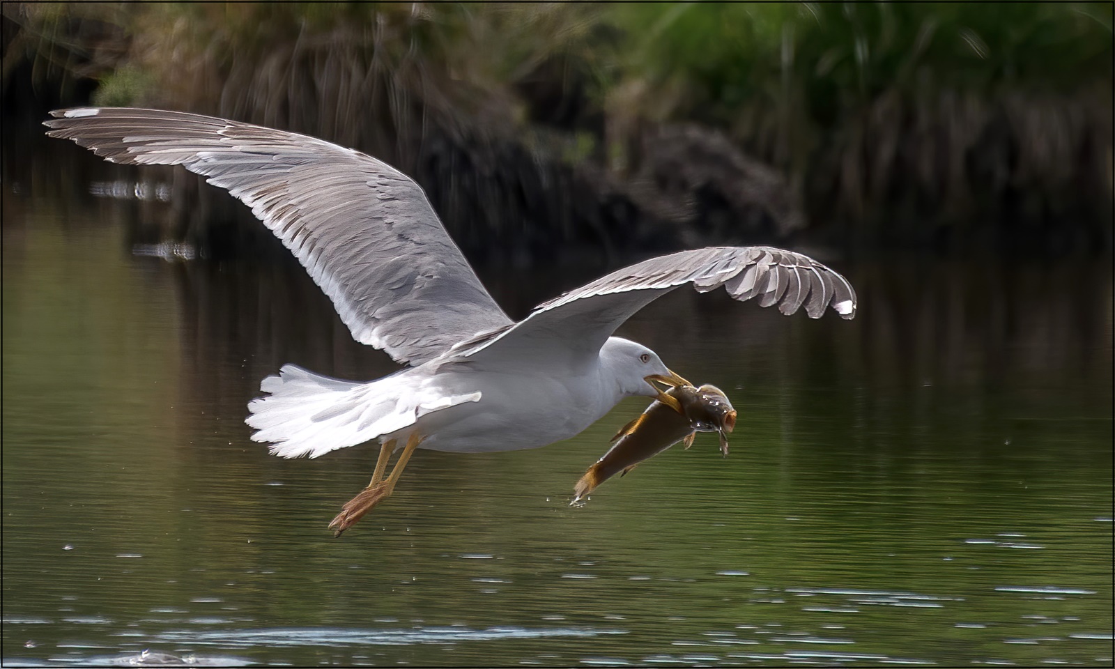 Möwe (Larinae )