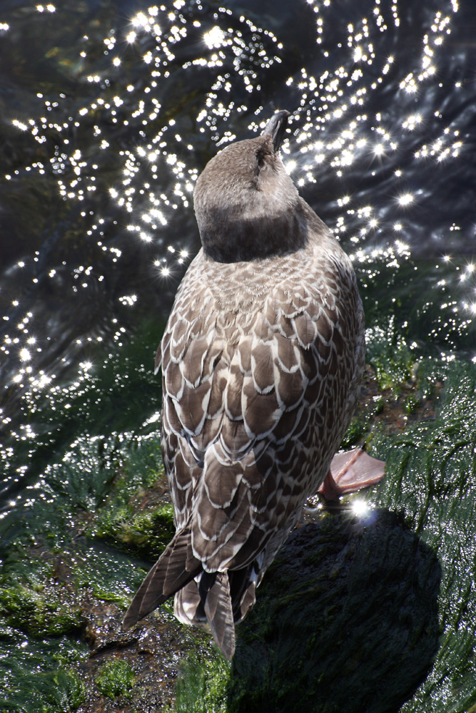 Möwe lauert auf Fisch