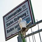 MÖWE LIEST SICH IN DEUTSCHLANDS SCHILDERWALD TOT!!!