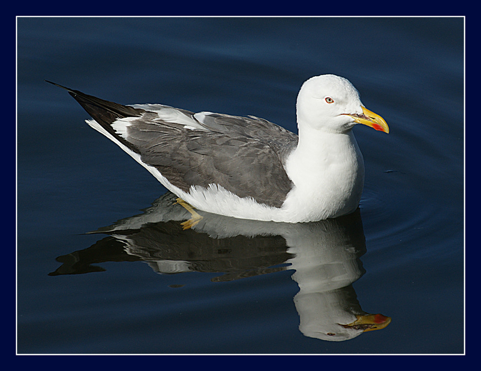 Möwe m Wasser