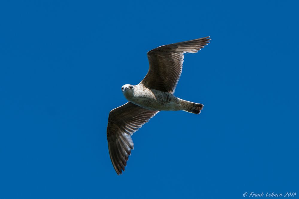 Möwe macht schön mit beim shooting....