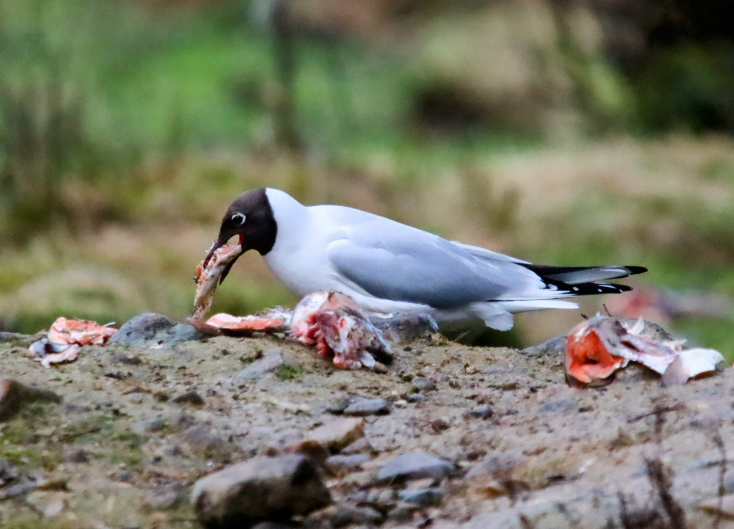 Möwe macht sich über den Fisch her