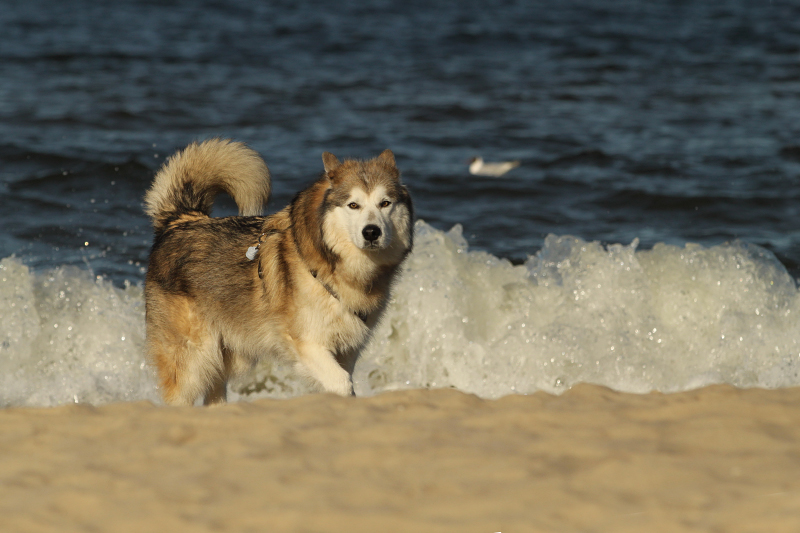 Möwe, Meer & Malamute