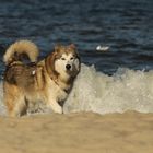 Möwe, Meer & Malamute