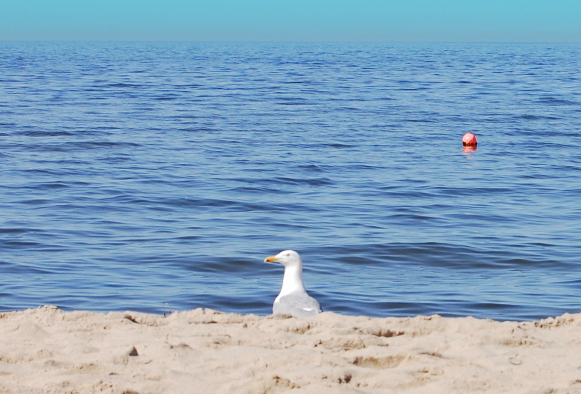 Möwe, Meer und Menschenleere