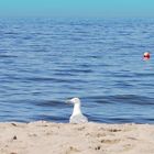 Möwe, Meer und Menschenleere