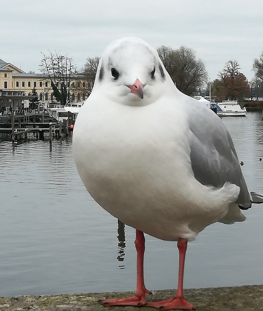 Möwe  ( mir ist nichts besseres eingefallen :-))) 