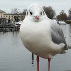 Möwe  ( mir ist nichts besseres eingefallen :-))) 