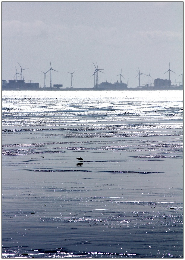 Möwe mit Alleinstellungsmerkmal