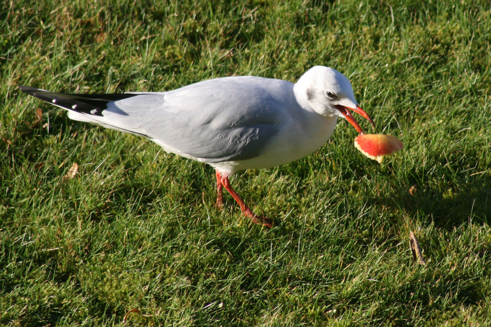 Möwe mit Apfel