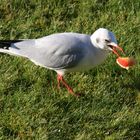 Möwe mit Apfel